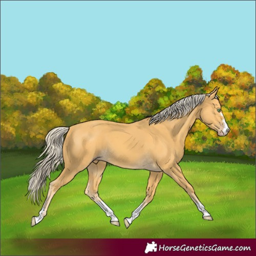 Horse Color:Gold Cream Champagne 