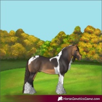 Horse Color:Buckskin Tobiano 