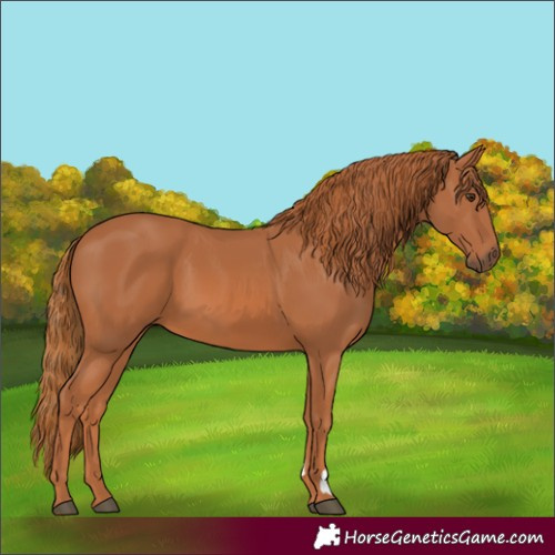 Horse Color:Chestnut and Chestnut