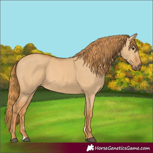 Horse Color:Red Dun 
