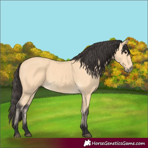 Horse Color:Buckskin