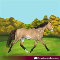 Horse Color:Buckskin Dun Frame 