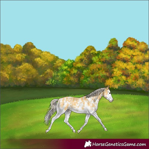 Horse Color:Palomino Sabino Splash Varnish 