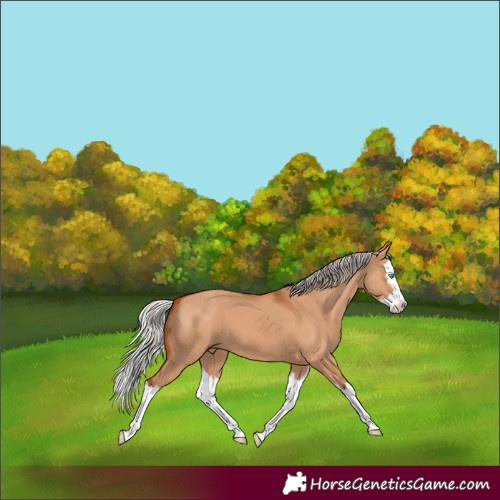 Horse Color:Silver Bay Dun Splash