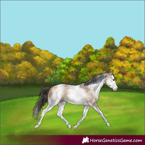 Horse Color:White Spotted Bay Dun Splash 