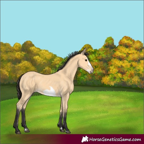 Horse Color:Buckskin Splash Frame 
