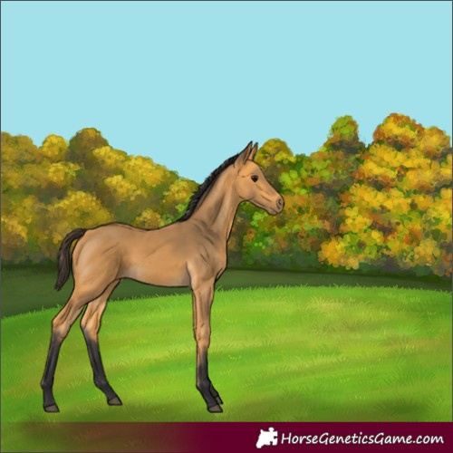 Horse Color:Buckskin 