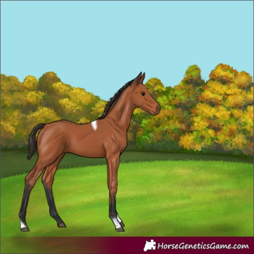Horse Color:Bay Tobiano Rabicano 