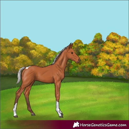 Horse Color:Silver Bay Tobiano 
