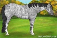 Horse Color:Blue Ice Roan 