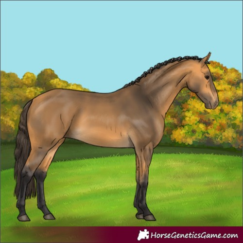 Horse Color:Buckskin