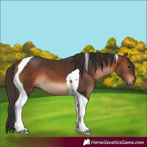 Horse Color:Bay Tobiano 