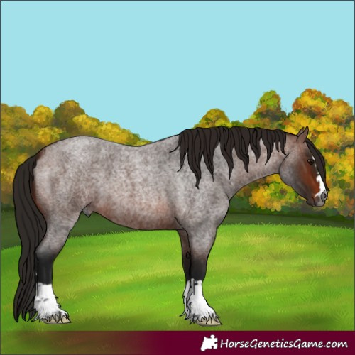 Horse Color:Unknown 