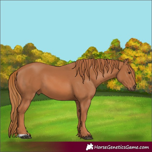 Horse Color:Unknown 