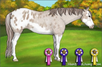 Horse Color:Classic Champagne Roan Splash Frame Appaloosa 
