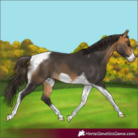 Horse Color:Buckskin Tobiano Frame 