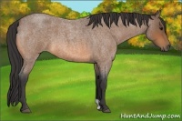 Horse Color:Buckskin Roan 