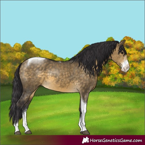 Horse Color:Buckskin Dun Sabino Tobiano 