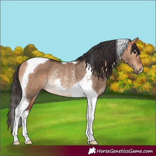 Horse Color:Bay Dun Tobiano Rabicano 