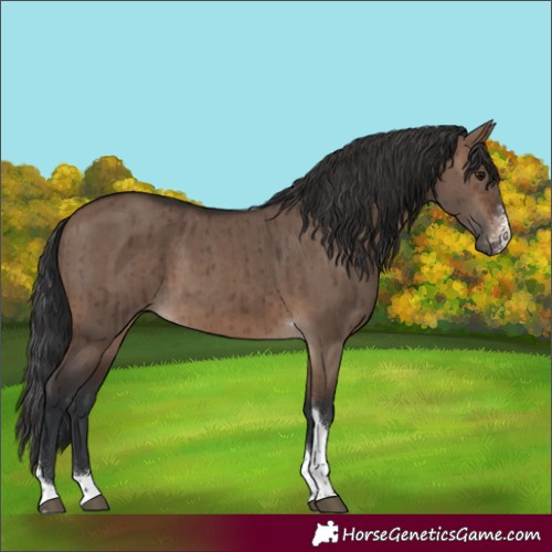 Horse Color:Brown Dun Sabino Tobiano Rabicano Brindle 