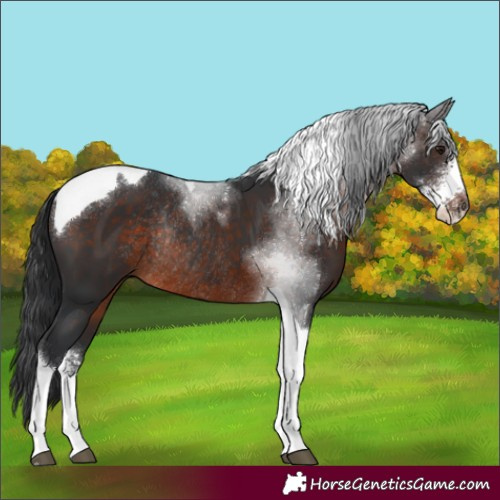 Horse Color:Brown Sabino Tobiano Rabicano 