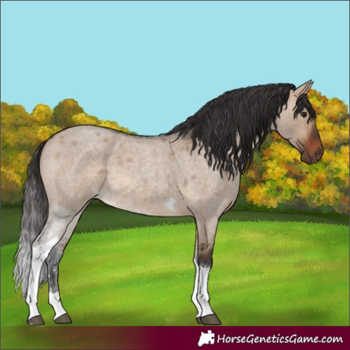 Horse Color:Bay Roan Dun Tobiano 