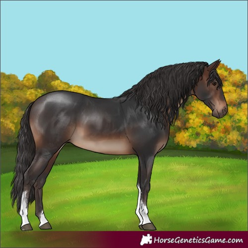 Horse Color:White Spotted Brown Tobiano Rabicano