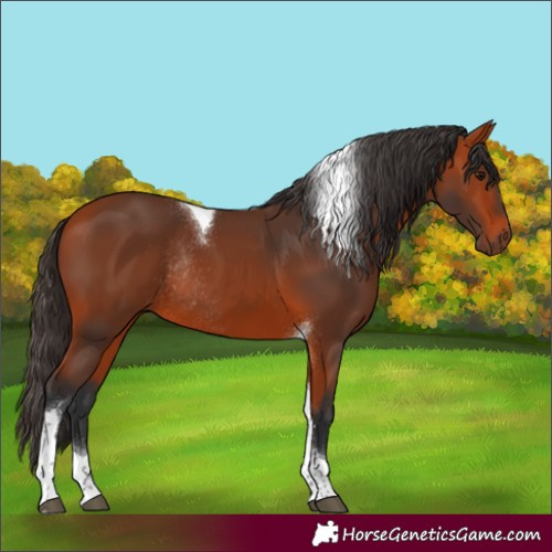 Horse Color:Bay Tobiano Rabicano
