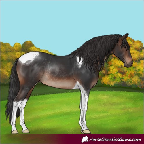 Horse Color:Brown Tobiano Rabicano