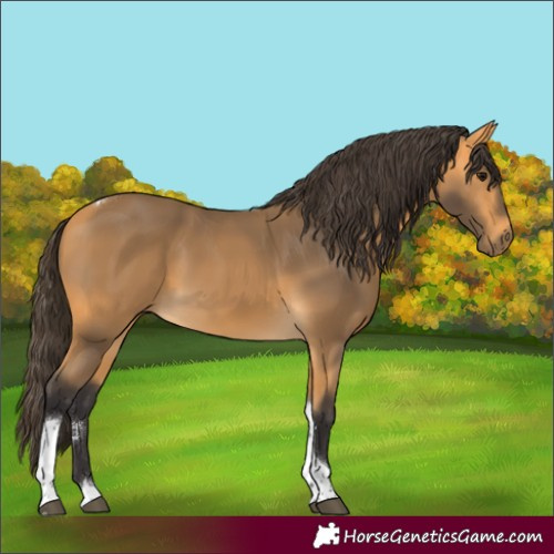 Horse Color:Buckskin Tobiano Rabicano