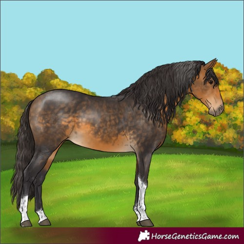 Horse Color:Buckskin Tobiano Rabicano