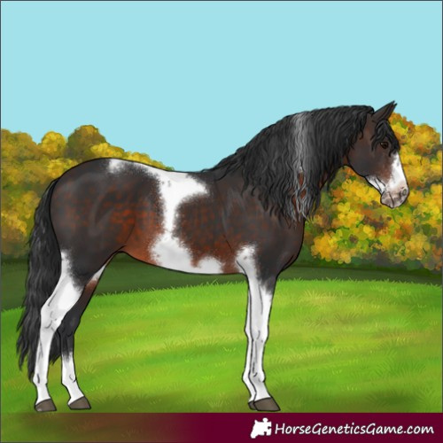 Horse Color:Brown Tobiano Frame 