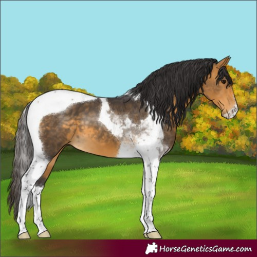 Horse Color:Buckskin Tobiano 