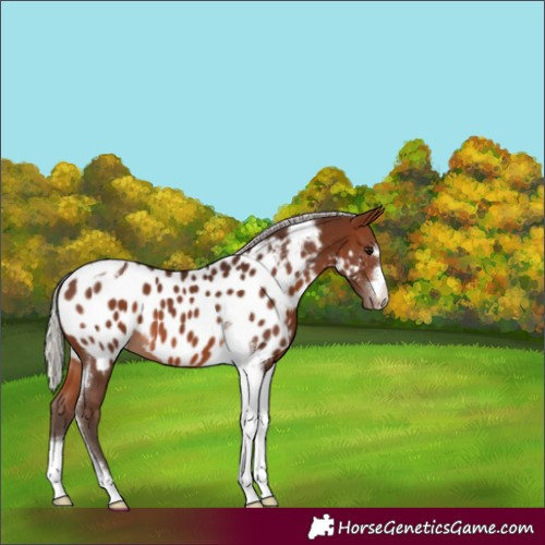 Horse Color:Unknown 