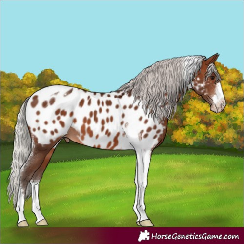 Horse Color:Silver Brown Tobiano Blanket 