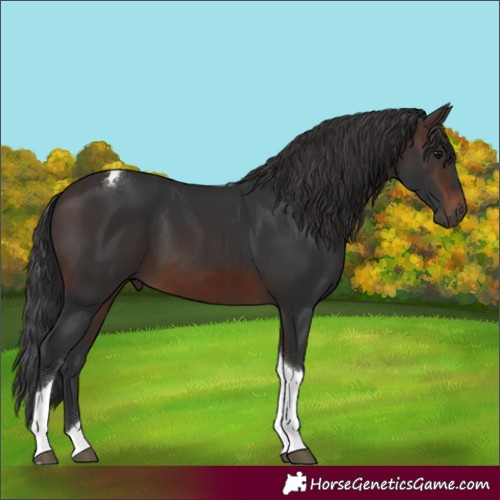 Horse Color:Brown Tobiano 