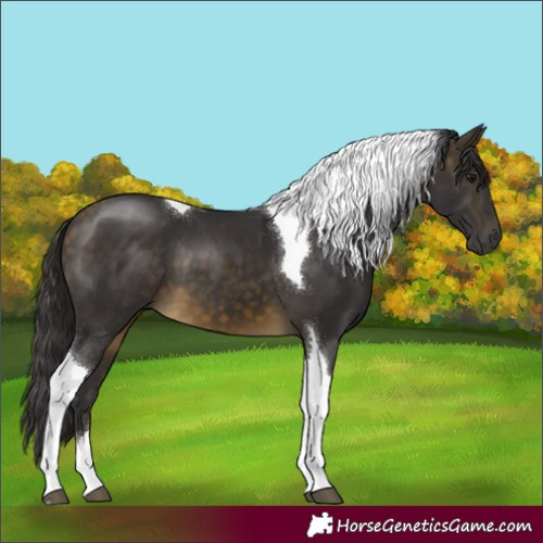 Horse Color:Buckskin Tobiano 