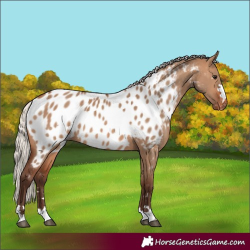 Horse Color:Silver Brown Dun Near Leopard 