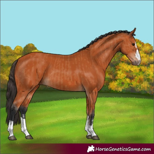 Horse Color:Bay  and Bay 