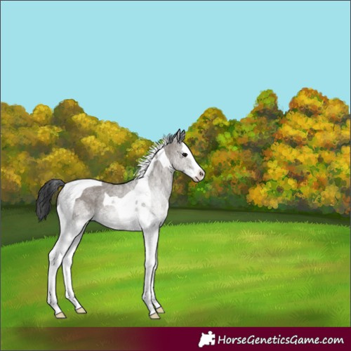 Horse Color:White Spotted Grullo Splash Tobiano Rabicano