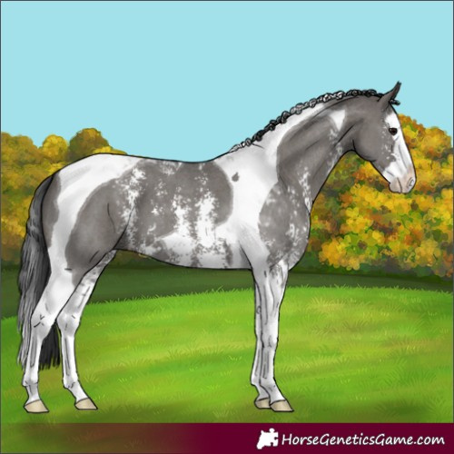 Horse Color:Grullo Sabino Splash Tobiano