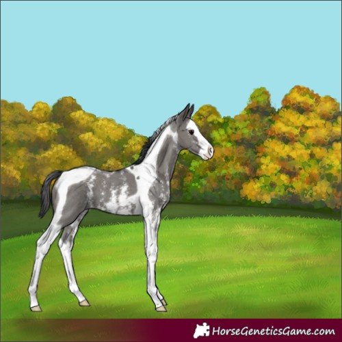 Horse Color:Grullo Sabino Splash Tobiano