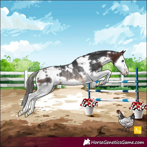 Horse Color:White Spotted Bay Splash Varnish Rabicano 