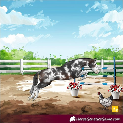 Horse Color:White Spotted Bay Splash 