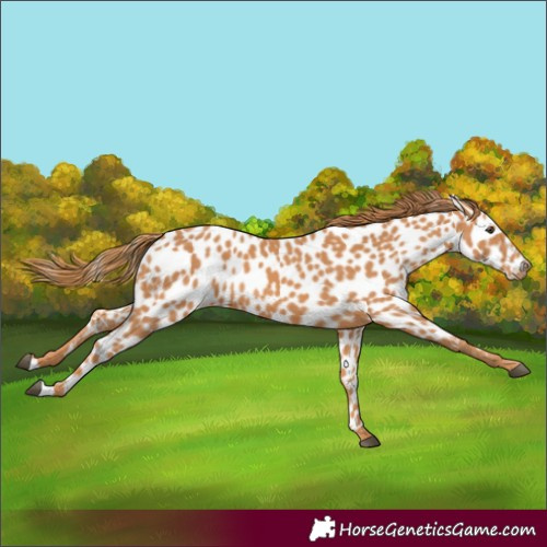 Horse Color:Chestnut Leopard 