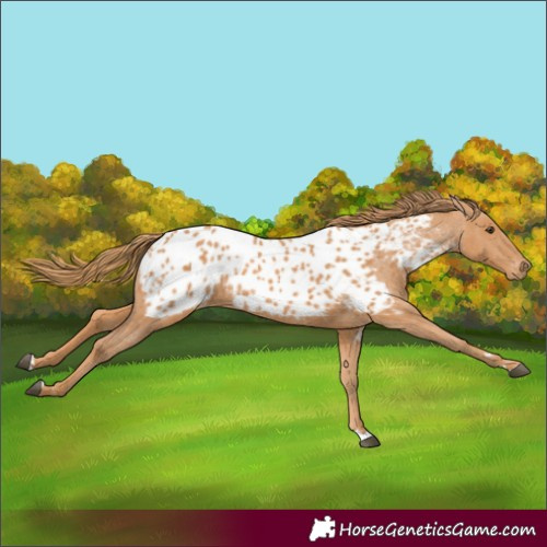 Horse Color:Chestnut Near Leopard 