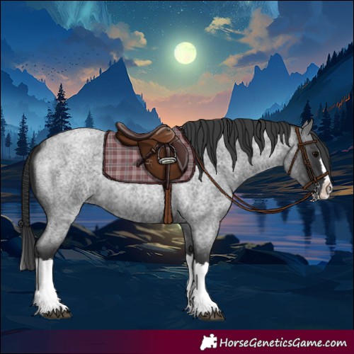 Horse Color:Blue Roan Splash 