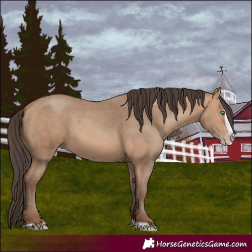 Horse Color:Amber Champagne Splash