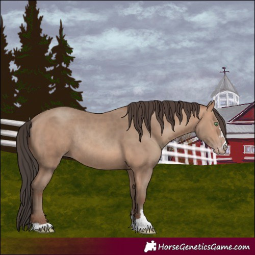 Horse Color:Amber Champagne Rabicano