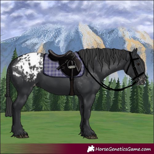 Horse Color:Black Blanket 
